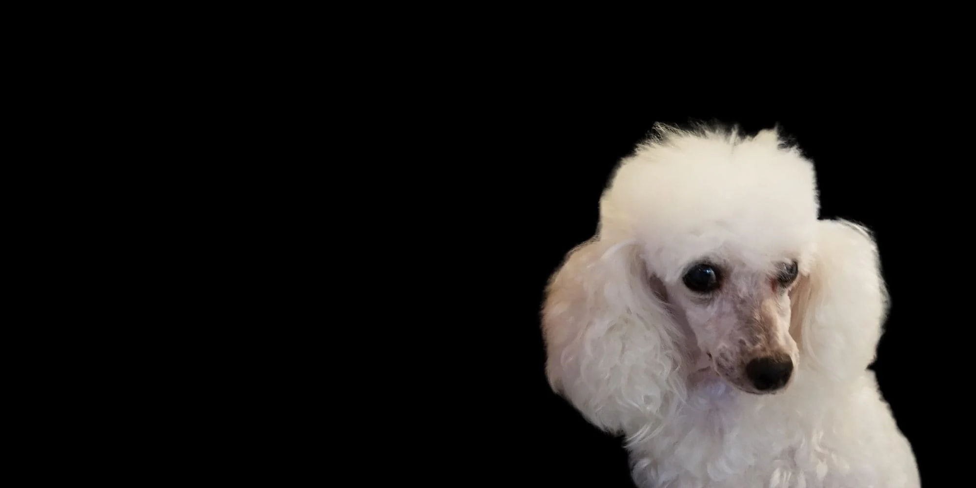 Kandyland top toy poodles